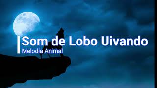 Som de Lobo Uivando [upl. by Fawcette]