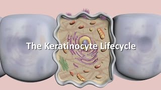 Lifecycle of the Keratinocyte [upl. by Yffat635]