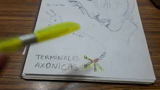 Neuronas  terminales axonicas [upl. by Aisayt]