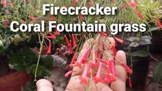 Firecracker plant care amp propagation  Coral fountain grass  Russelia Equisetformis plant [upl. by Nahtal678]