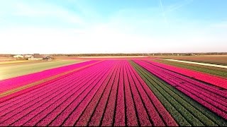 Amazing Tulip Fields [upl. by Kcirednek]