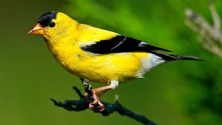 American Goldfinch Singing Song [upl. by Mihe]