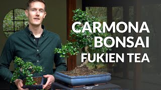 Carmona Bonsai care Fukien tea [upl. by Cletis764]