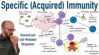 Specific Adaptive Immunity  Humoral and CellMediated Responses [upl. by Essile]