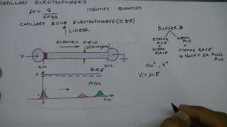 Lecture 29 Capillary Electrophoresis Introduction [upl. by Namhar]