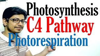 C4 pathway Photosynthesis and photorespiration [upl. by Larual]