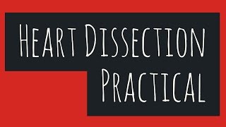 The Heart DissectionBiology Leaving Cert [upl. by Gere]