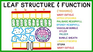 Leaf Structure and Function [upl. by Arykat457]