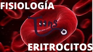 FISIOLOGíAERITROCITOSGlóbulos Rojos anatomíafisiologíaciclo vital y eritropoyesis [upl. by Audras]