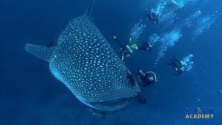 Whale Sharks  SHARK ACADEMY [upl. by Roach]