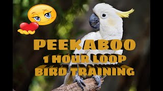 Peekaboo 1 Hour Loop for Bird Training to Talk [upl. by Diad]