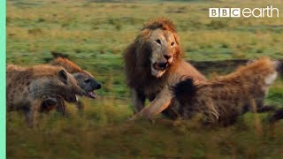 Lion Trapped by Clan of Hyenas  Dynasties  BBC Earth [upl. by Bronwen]