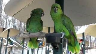 YellowNaped Amazon Parrots Talking like an Old Married Couple [upl. by Naveb]