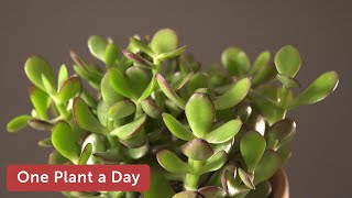 Crassula ovata Crosbys Compact Jade Plant Houseplant Care — 231 of 365 [upl. by Ynej]