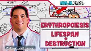 Hematology  Erythropoiesis Lifespan amp Destruction Part 2 [upl. by Karim]