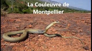 AHPAM La couleuvre de Montpellier Malpolon monspessulanus 2016 Snake in south of France [upl. by Nauqram774]