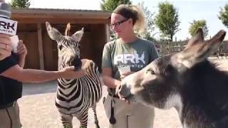 New Ararat Ridge Zoo Animals at the Ark Encounter [upl. by Orson431]