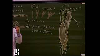 Anatomie générale 2  Anatomie générale des muscles myologie General anatomy of muscular system [upl. by Ettezzil]