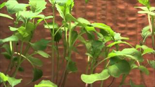 Fastgrowing Brassica plant time lapse [upl. by Martineau]