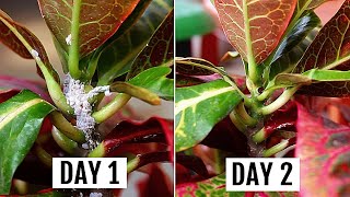 5 SIMPLEST Ways To GET Rid of Mealybugs In MINUTES [upl. by Netsrak]