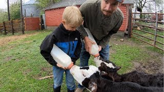 Raising Bottle Calves [upl. by Anaed]