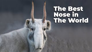 SAIGA ANTELOPE ─ Best Nose in The World [upl. by Elam938]