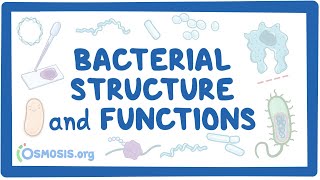 Bacterial Structure and Functions [upl. by Belshin]