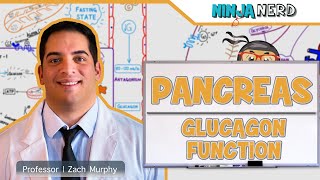 Endocrinology  Pancreas Glucagon Function [upl. by Enovad368]