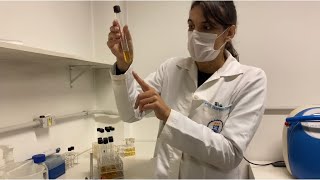 Microbiologia de Alimentos Técnica do Número Mais Provável NMP ou Tubos múltiplos [upl. by Tarrant588]