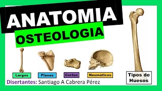 ▌ANATOMÍA ▌OSTEOLOGIA ▌ TIPOS DE HUESOS Y CLASIFICACIÓN ▌💀 [upl. by Lindley877]