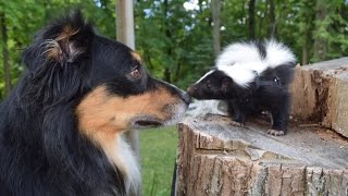 Funny Cute Pet Skunk Adventures [upl. by Flemming198]