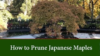 How to Prune Japanese Maple Trees Acer palmatum  Part 1 [upl. by Mall]