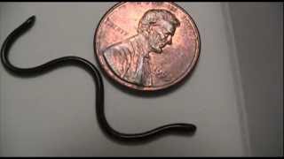 Brahminy Blind Snake or quotFlower Pot Snakequot Looks like a worm [upl. by Yreneh886]