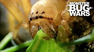 Badge Huntsman Spider Vs Spider Hunting Scorpion  MONSTER BUG WARS [upl. by Dam837]