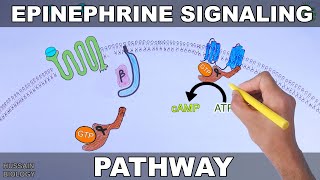 Epinephrine Signaling Pathway [upl. by Mccafferty]