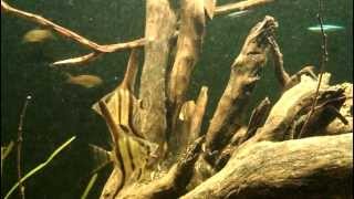 Amazon Biotope Aquarium [upl. by Ellehs]