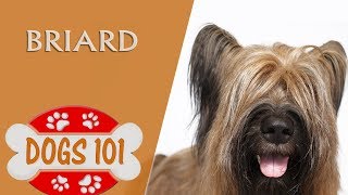 Dogs 101  BRIARD  Top Dog Facts About the BRIARD [upl. by Legge514]