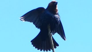 Male brownheaded cowbirds calling amp spreading wings [upl. by Kasey148]