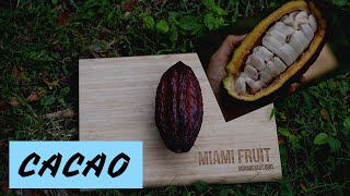 All about cacao when its ripe  how to eat it [upl. by Enileoj100]