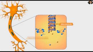 39  The gamma distribution  an introduction [upl. by Ajoop240]