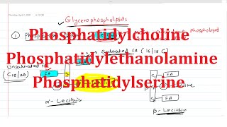 19 Phosphatidylcholine Lecithin Phosphatidylethanolamine Cephalin Phosphatidylserine [upl. by Dyun]