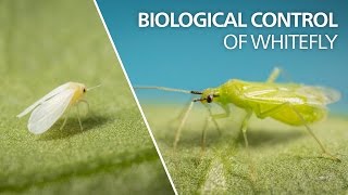 Biological control of whitefly  Macrolophus pygmaeus [upl. by Wakeen]