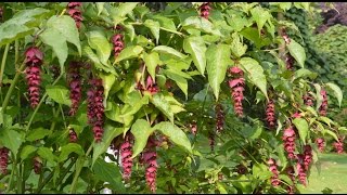 Leycesteria formosa Pheasant Berry [upl. by Bivins68]