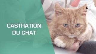 La castration du chat  Animaux [upl. by Nnav]