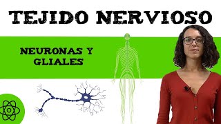 Células del tejido nervioso 🧠 neuronas y gliales [upl. by Notsirk]