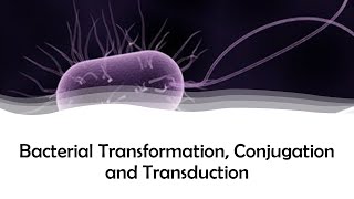 Bacterial Transformation Conjugation and Transduction [upl. by Wildee952]