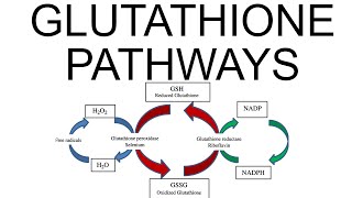 Glutathione Pathways [upl. by Enomal]