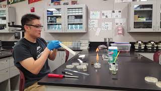 Bacterial Conjugation Lab [upl. by Aiem]