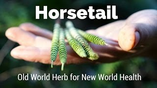 Horsetail  Old World Herb for New World Health  Harmonic Arts [upl. by Frazier654]