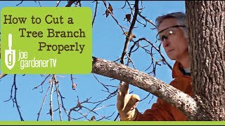 How to Cut a Tree Branch Properly [upl. by Yenaffit]